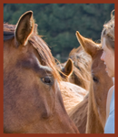 leven met paarden
